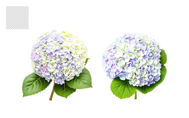 Realistic flower bouquet png set