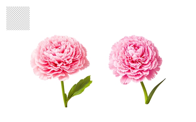 Realistic flower bouquet png set