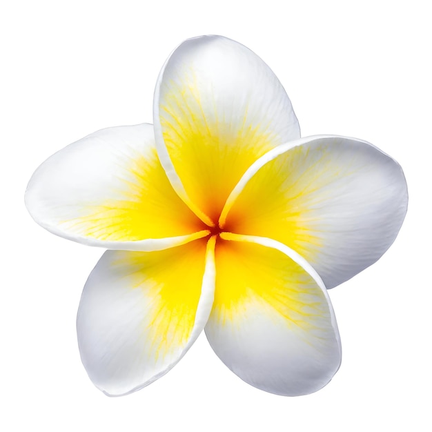 PSD plumeria floreale realistica