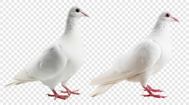 PSD realistic and flying white dove bird in pack of two