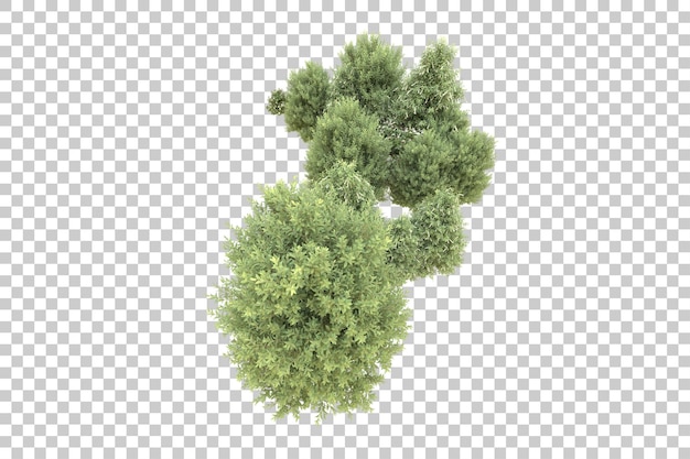 PSD foresta realistica isolata su sfondo trasparente illustrazione di rendering 3d