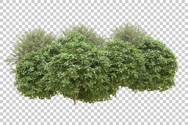 Realistic forest isolated on transparent background 3d rendering illustration