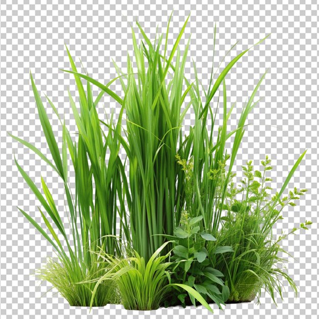 PSD realistic fresh green grasses transparent background