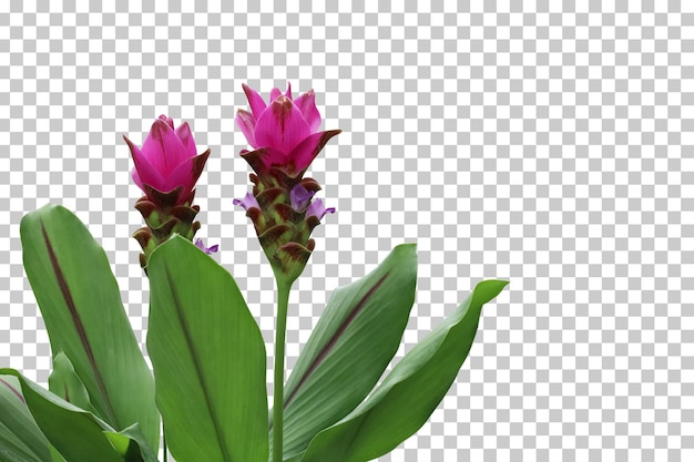 Realistic ginger flower foreground isolated