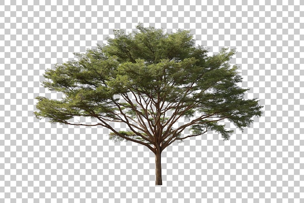 PSD realistic green tree isolated