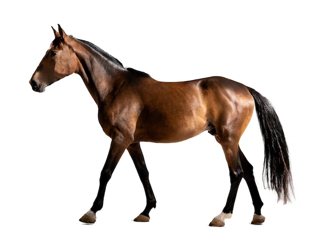 PSD realistic horse cutout walk