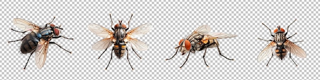 PSD realistic houseflies set isolated on transparent background