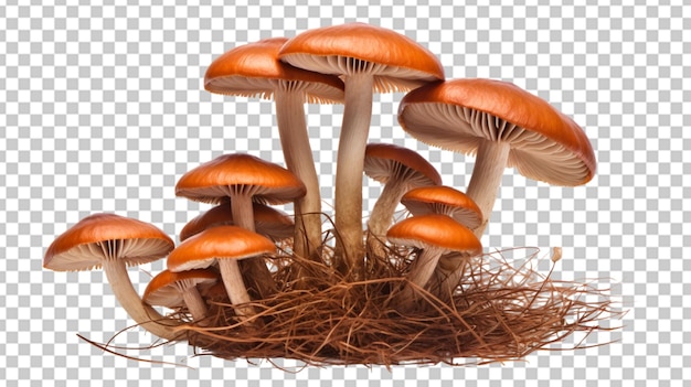 Immagine realistica di un grappolo di funghi su png