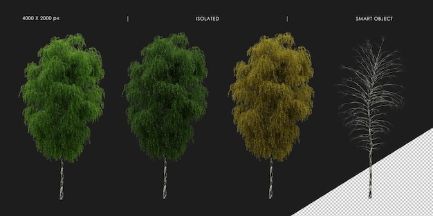 Realistic isolated tree in four season