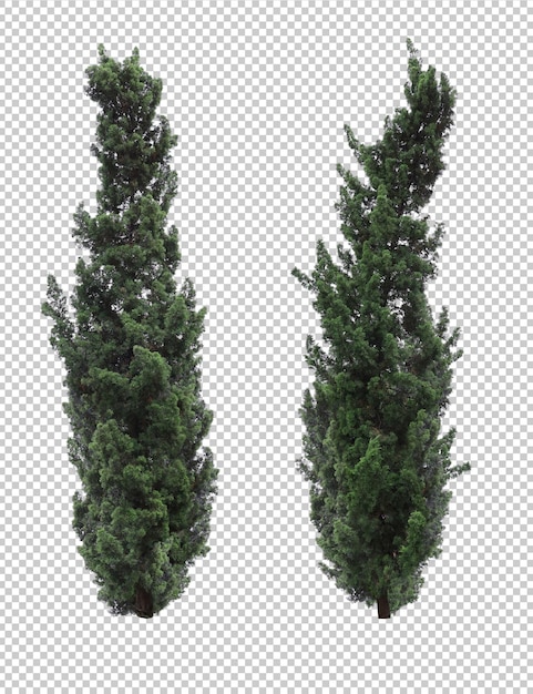 PSD realistic juniper tree set isolated