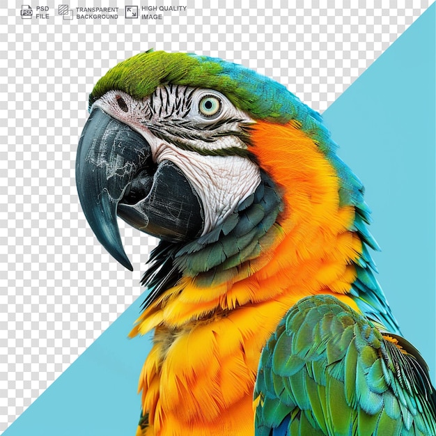 PSD Реалистичный попугай-ара, изображенный на прозрачном фоне