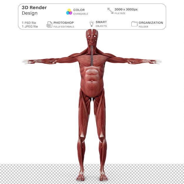 PSD realistic muscular system human male anatomyl 3d modeling psd file realistic human anatomy