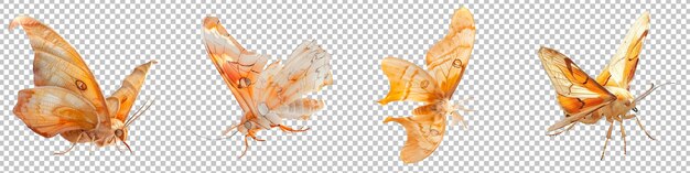 Realistic orange butterfly isolated on transparent background