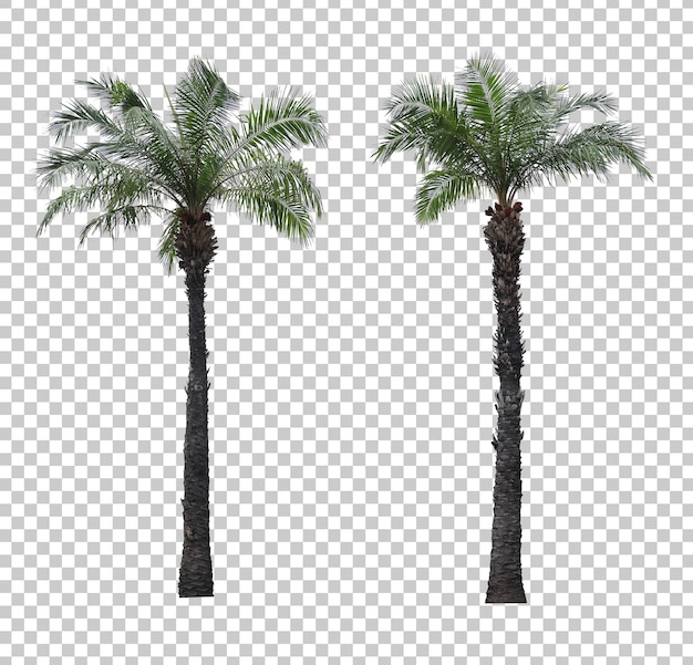 Realistic palm tree set isolated