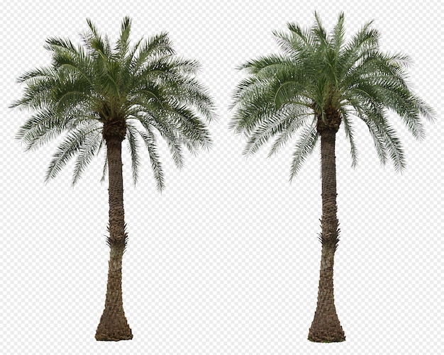 PSD realistic phoenix dactylifera palm set