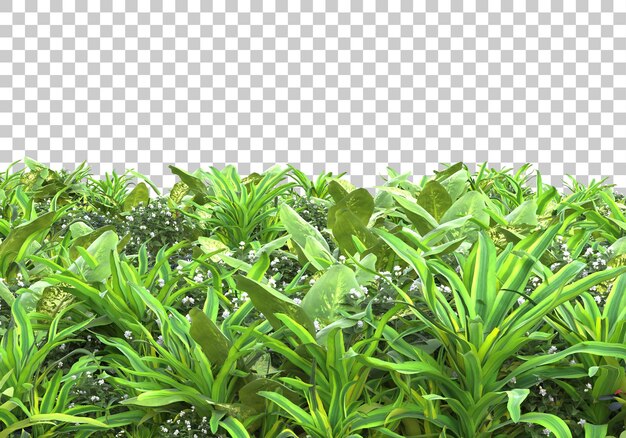 Realistic plants on transparent background 3d rendering illustration