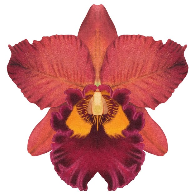 PSD realistic red orchid cattleya isolated detailed front view