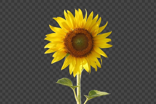 PSD realistic sunflower isolated