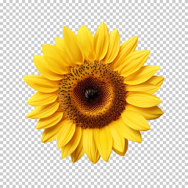 Realistic sunflower on transparent background