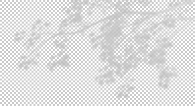 realistic tree branches shadow blur isolate on transparent backgrounds 3d render