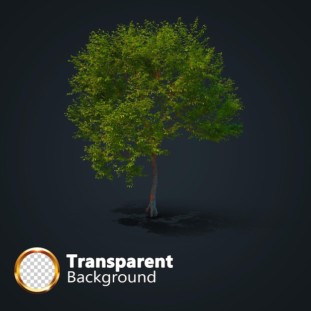 Realistic tree transparent with an isolated image of single isometric tree png