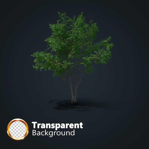 Realistic tree transparent with an isolated image of single isometric tree png