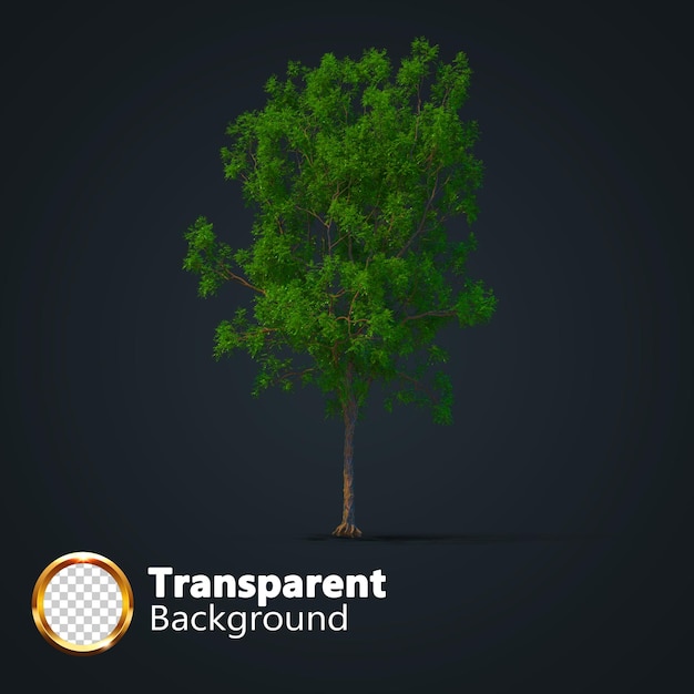 PSD albero realistico trasparente con un'immagine isolata di un singolo albero isometrico png