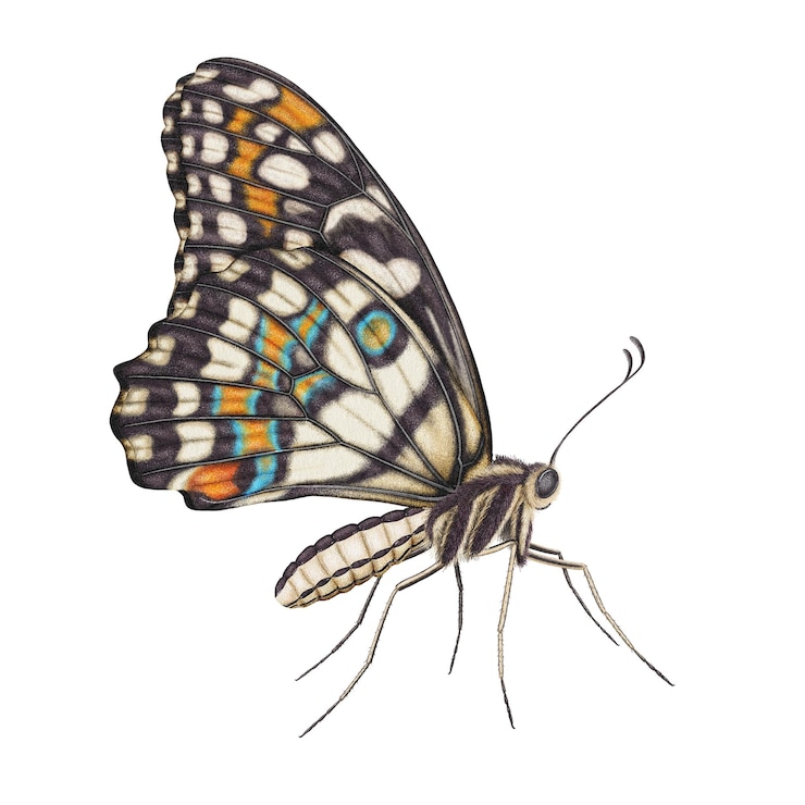 PSD realistic watercolor butterfly papilio demoleus side view isolated
