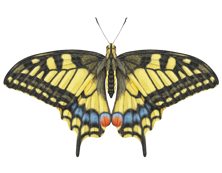 PSD realistic watercolor butterfly papilio machaon isolated transparent background
