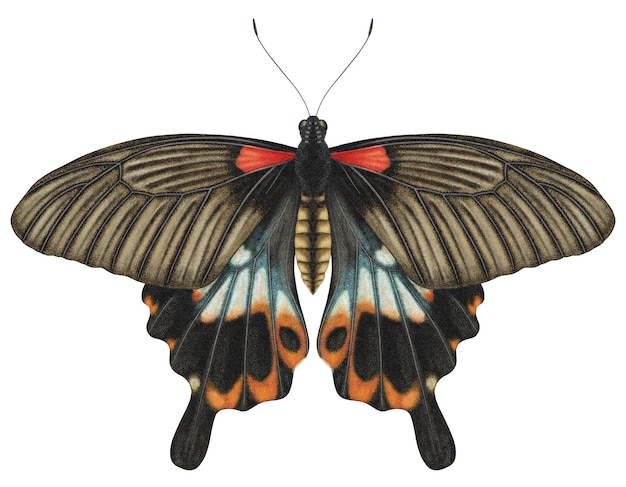 PSD リアルな水彩の蝶 パピリオ・メムノン・ヘロヌス 隔離された透明な背景