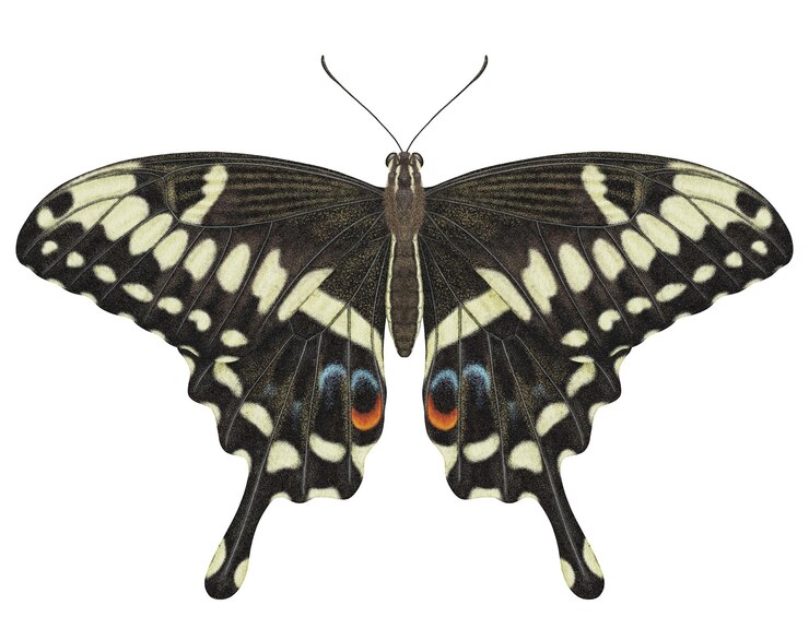 PSD realistic watercolor butterfly papilio ophidicephalus isolated transparent background