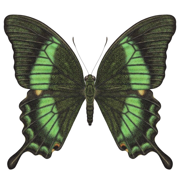 PSD realistic watercolor butterfly papilio palinurus isolated front view