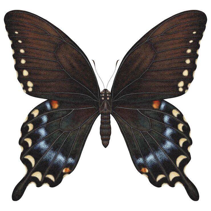 PSD realistic watercolor butterfly papilio troilus front view with transparent background