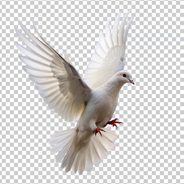 PSD un uccello bianco realistico, un simbolo di fede.