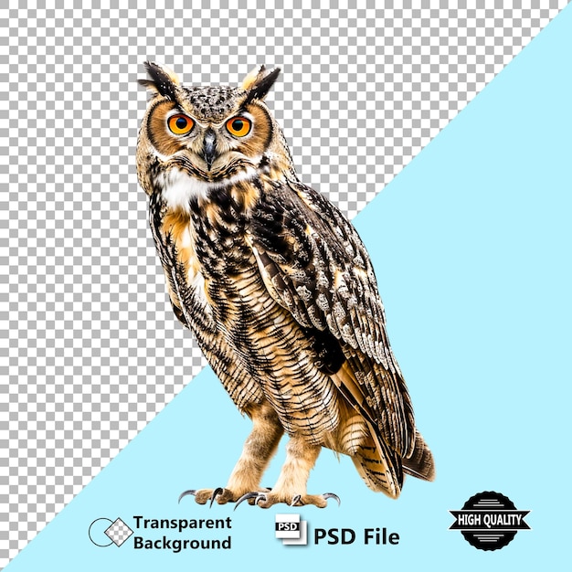 Realistisch geïsoleerd uil vogel dier PSD illustratie ontwerp met doorzichtige achtergrond
