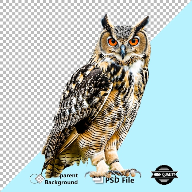 Realistisch geïsoleerd uil vogel dier PSD illustratie ontwerp met doorzichtige achtergrond