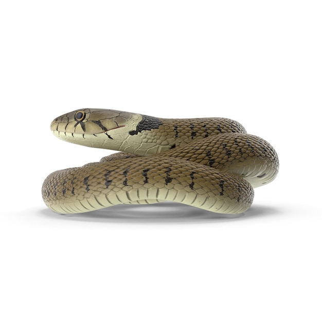 Realistische 3D Ringed Snake Brown Coiled PSD-bestanden gedetailleerde wild- en reptielenkunst