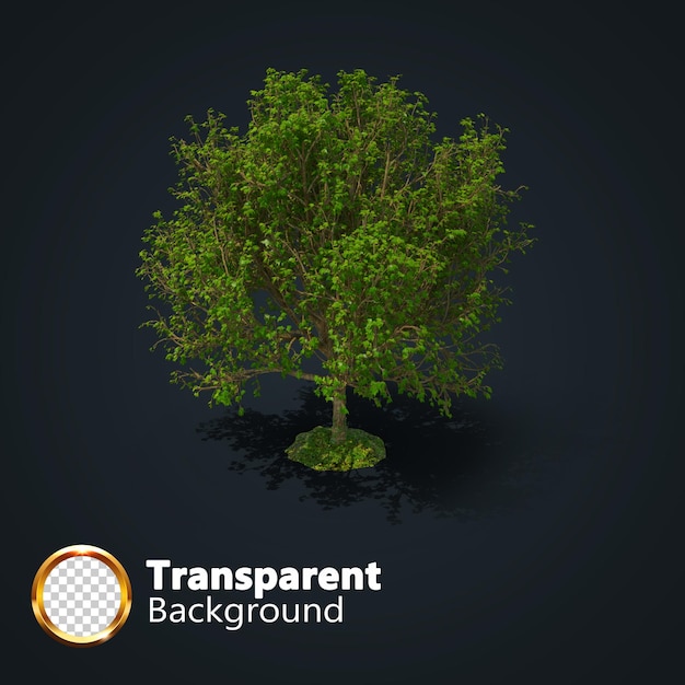 PSD realistische boom transparant met een geïsoleerde afbeelding van een enkele isometrische boom png