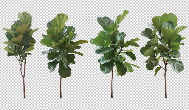 Realistische ficus lyrata-boom in 3d-rendering