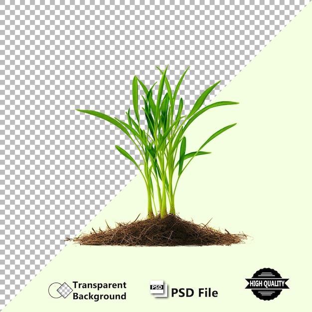 Realistische grastextuur PSD-illustratie Hoogwaardig ontwerp op doorzichtige achtergrond