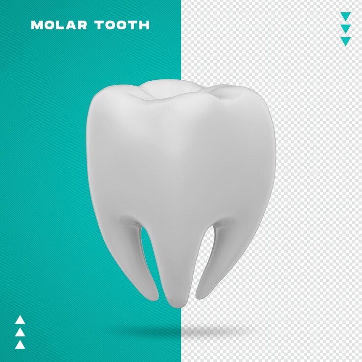 Realistische molaire tand