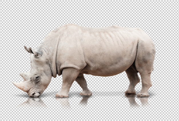 Realistische neushoorn