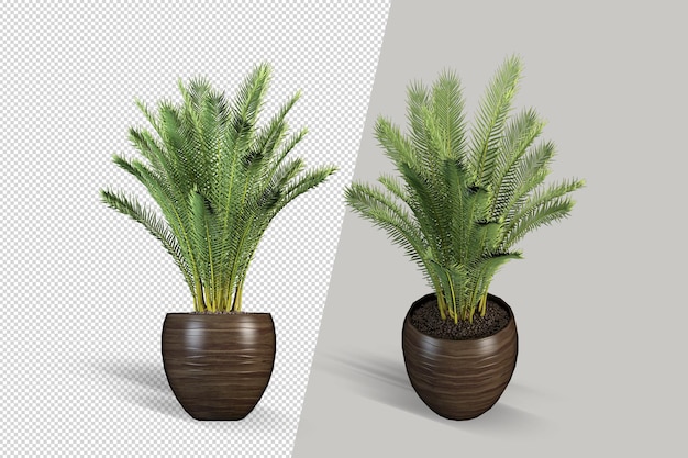 Realistische plant in pot geïsoleerd 3D-rendering