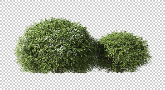 Realistische tropen groenachtige struiken geïsoleerd op transparante achtergronden 3D-rendering