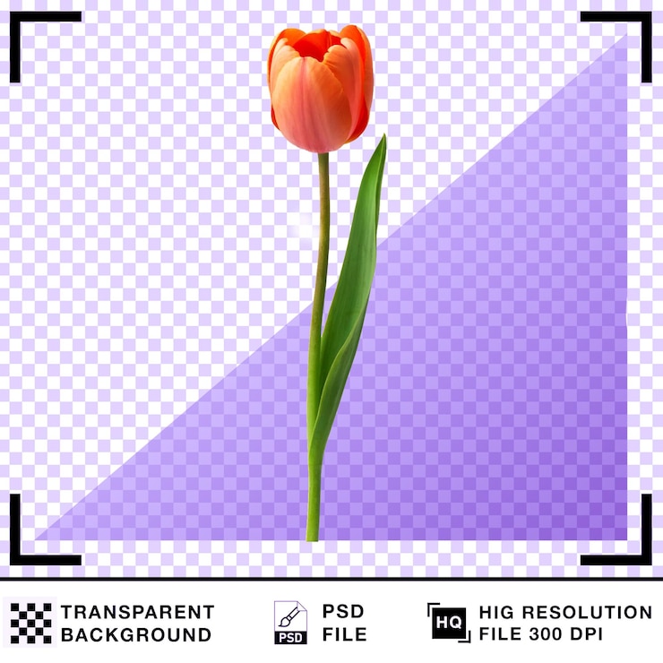 PSD realistische tulpenbloem met een doorzichtige achtergrond