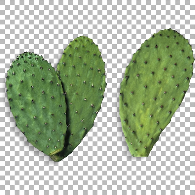 Realistische weergave van een cactus op een vlakke achtergrond die geschikt is om elementen van uw ontwerpproject te verbeteren