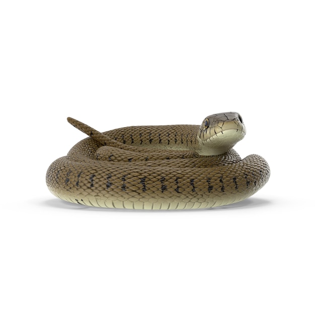 Realistyczne 3D Ringed Snake Brown Coiled PSD pliki Szczegółowe sztuki dzikiej przyrody i gadów