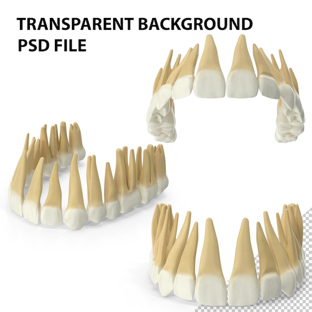 PSD realistyczne zęby górnej szczęki png