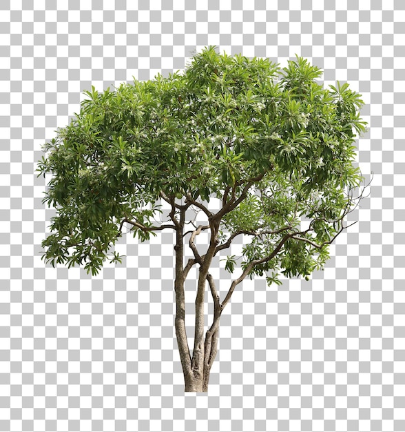Realistyczne Zielone Drzewo Na Pierwszym Planie Na Białym Tle