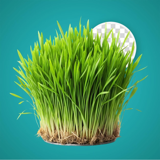 PSD realistyczne zielone trawy png na przezroczystym